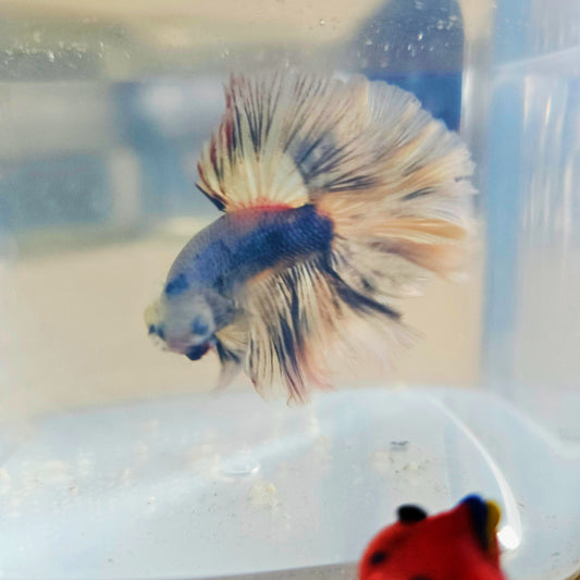 LIGHT COLOR SPECIAL TAIL HALFMOON BETTA 260927 premium Betta Fish detail