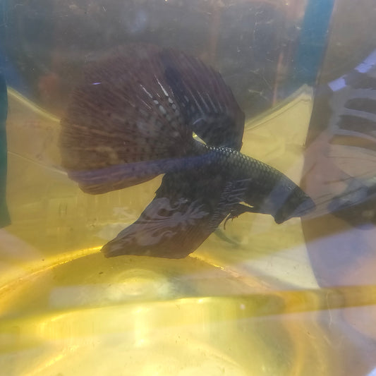 COPPER ALIEN HALFMOON/铜色外星人半月