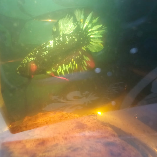 AVATAR PK/ 暗黑碎星251039