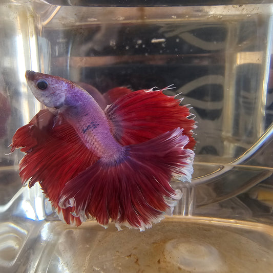 Halfmoon Apache fucsia 250730