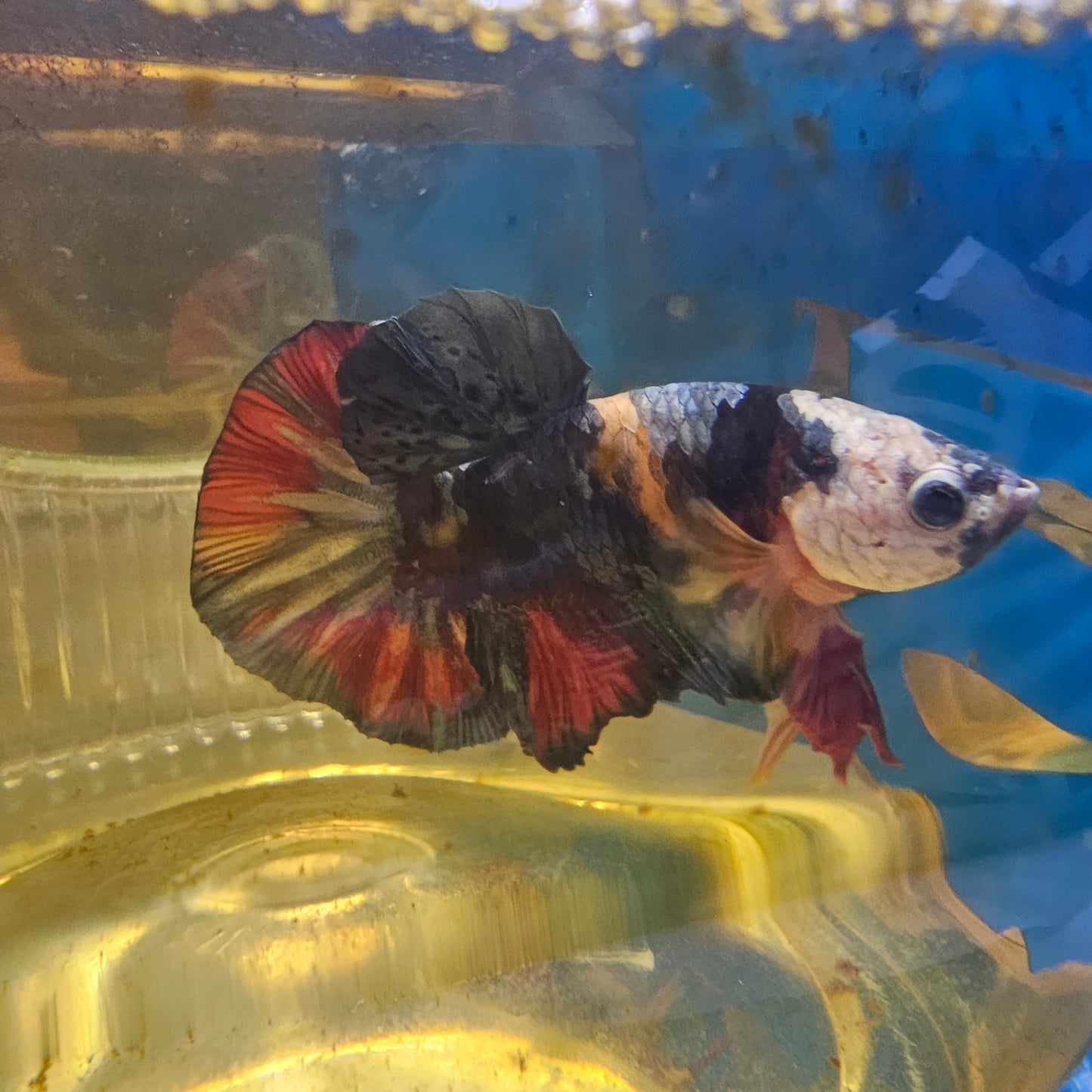 FULL COLOR MASK NEMO CANDY HMPK/满色面具尼莫糖果251124