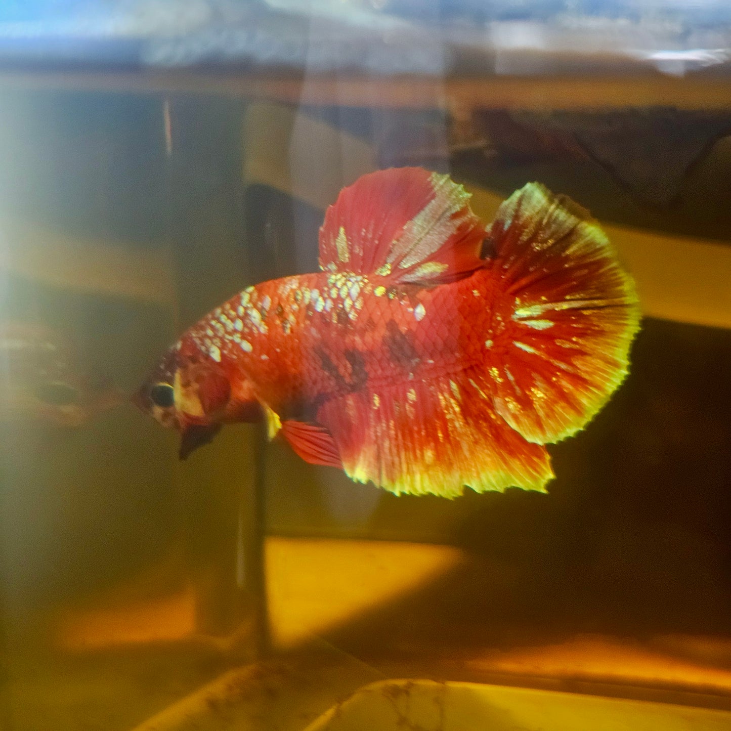 BARONGSAI BETTA 260429
