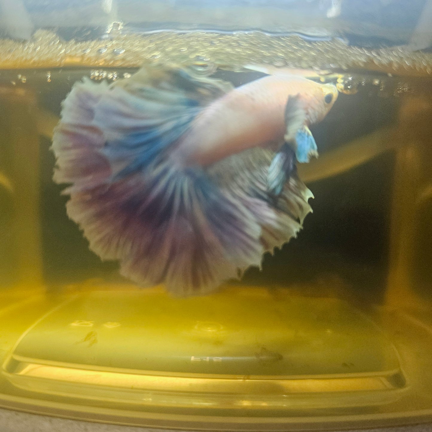 Light Color Dumbo Rosetail Halfmoon Betta 2605A04