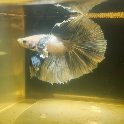 Light Color Dumbo Rosetail Halfmoon Betta 2605A64