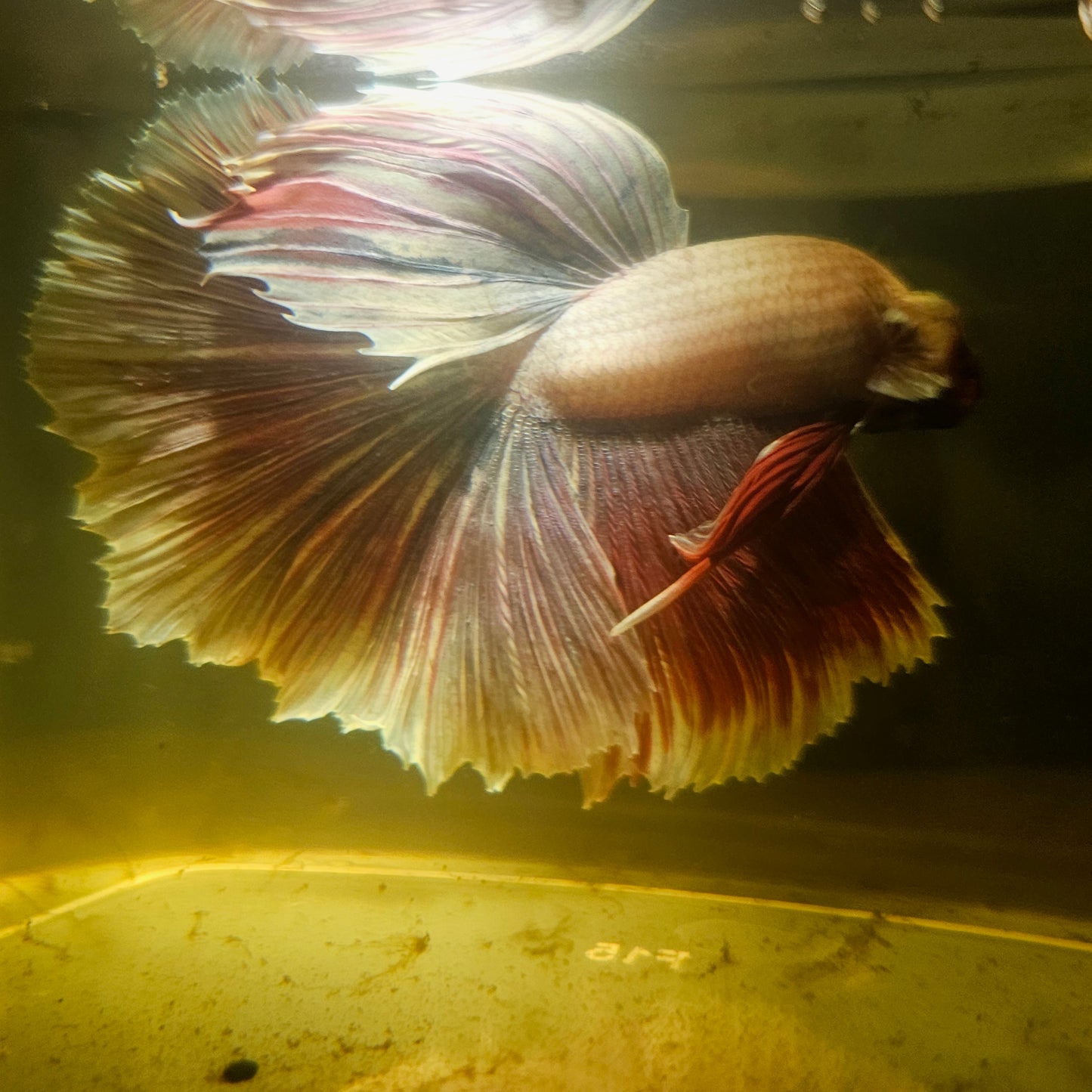 Light Color Rosetail Halfmoon Betta(OHM)2605B58