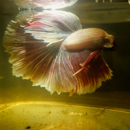 Light Color Rosetail Halfmoon Betta(OHM)2605B58