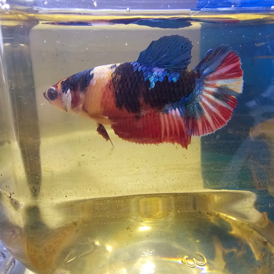 FULL COLOR GALAXY CANDY (BREEDING GRADE+）/种母+星河糖果251139