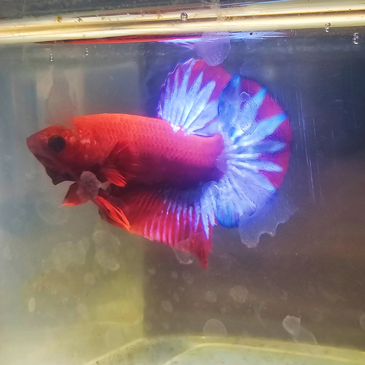 PAIR STAR TAIL HELL BOY BETTA 260902 premium Betta Fish