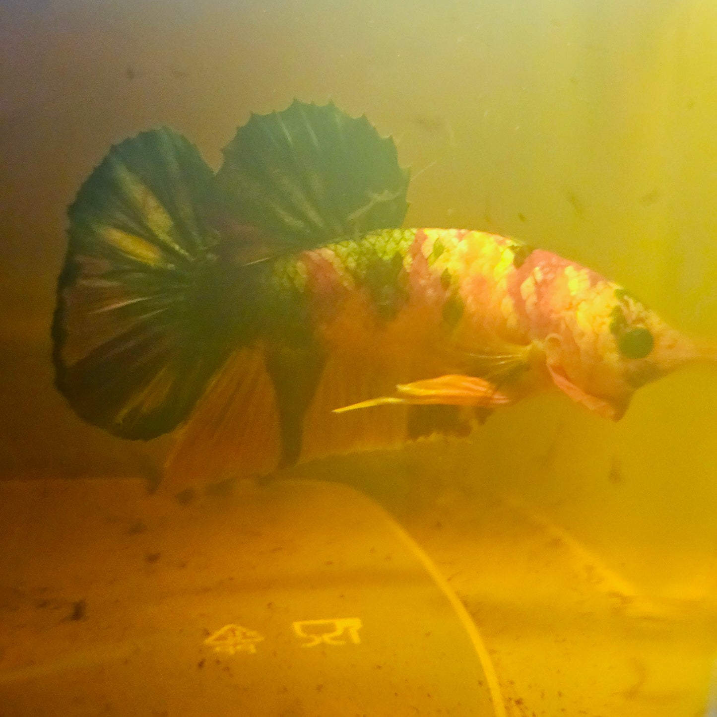 NEMO GALAXY CANDY BETTA 260467