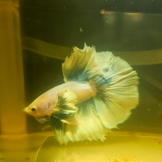 Light Color Dumbo Rosetail Halfmoon Betta 2605B43