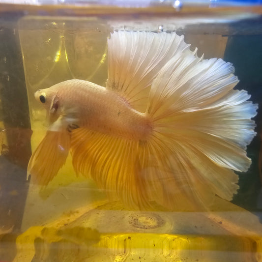 ROSE TAIL WHITE PINK HALFMOON /玫瑰尾粉白OHM半月251278