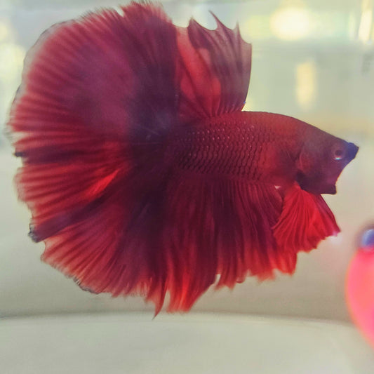 SOLID COLOR SPECIAL TAIL HALFMOON BETTA 260918 premium Betta Fish