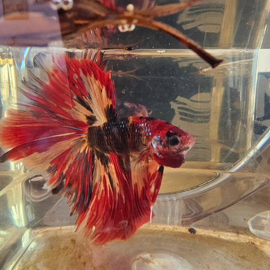Red galaxy candy Halfmoon (L OHM)250716