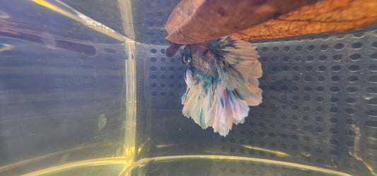 FEATHER TAIL HALFMOON (APACHE) BLUE BIANCO 0619