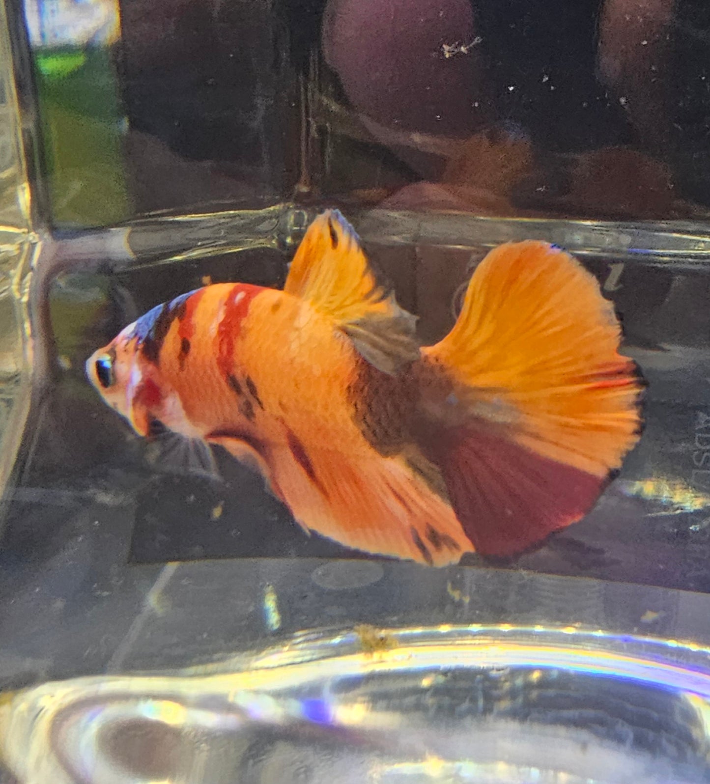 NEMO CANDY  0523