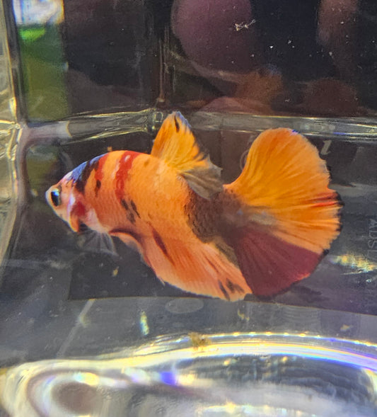 NEMO CANDY  0523