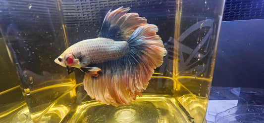 MUSTARD ROSE TAIL HALFMOON 0504