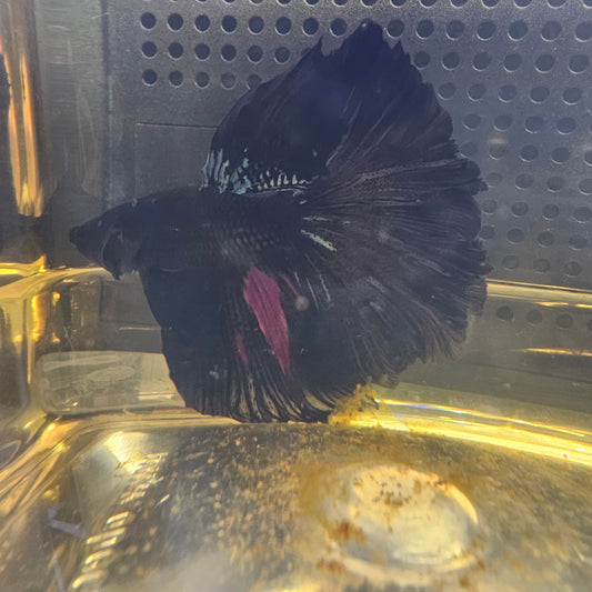 BLACK RED AVATAR HALFMOON (OHM) 0655