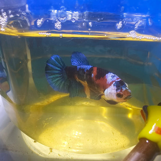 FULL COLOR GALAXY CANDY FEMMINA (BREEDING GRADE

）/种母级满色糖果251118