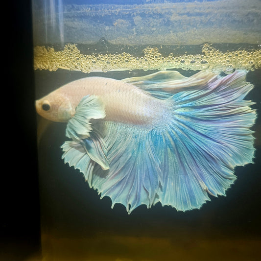 Light Color Dumbo Rosetail Halfmoon Betta 2605A04