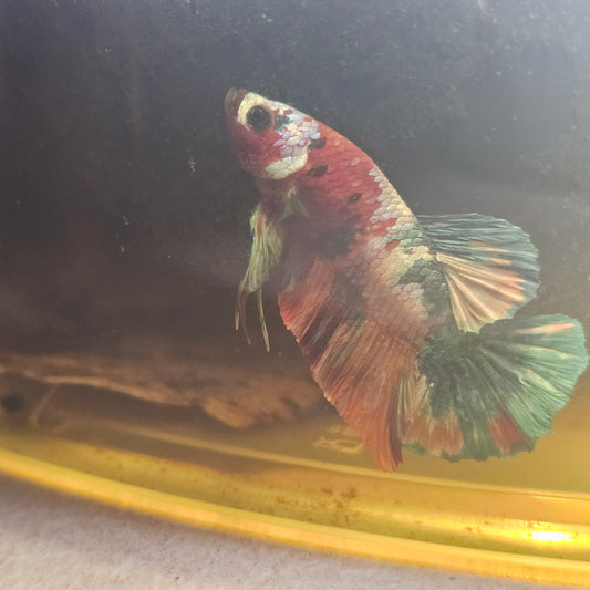 NEMO CANDY BETTA 260484