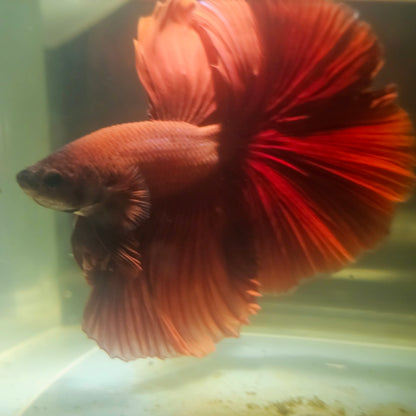 Giant Full Red Rosetail Halfmoon Betta(OHM) 2605A29