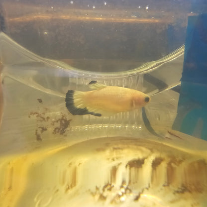 BLUE RIM（BREEDING GRADE）/净身青花瓷种母251196