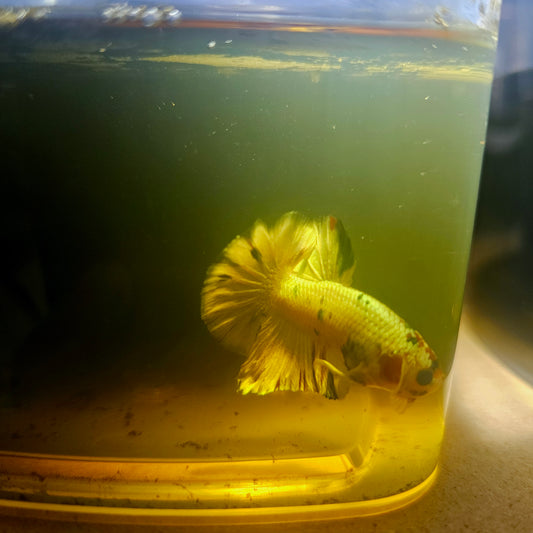 METALIC CANDY BETTA 260425