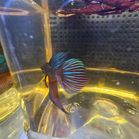 WILD BETTA SMARAGDINA CODA CHITARRA 0625