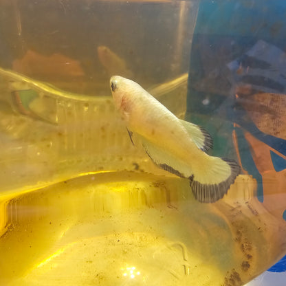 BLUE RIM S（BREEDING GRADE）/小号净身青花种母251161