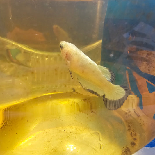 BLUE RIM S（BREEDING GRADE）/小号净身青花种母251161