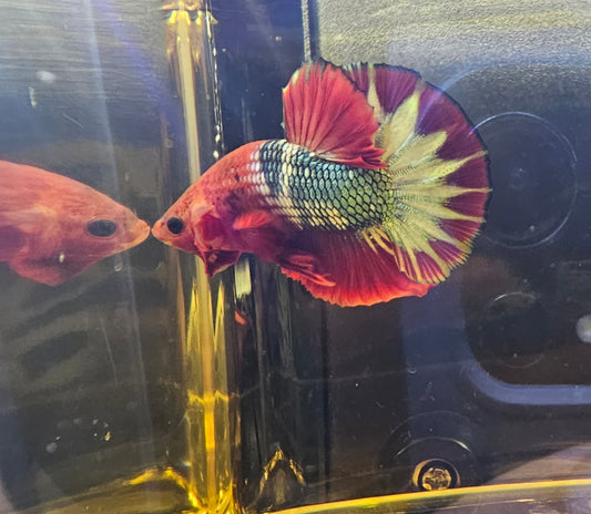 RED -BLUE FCCP 05