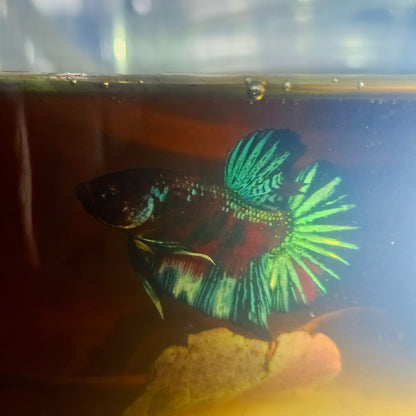 METALIC CANDY BETTA 260456