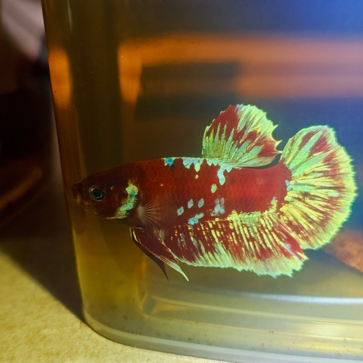 BARONGSAI BETTA 260466
