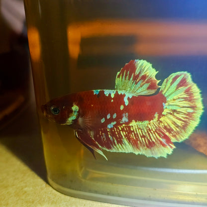 BARONGSAI BETTA 260466