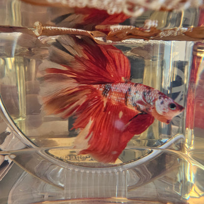 Red candy Halfmoon (OHM) 250707