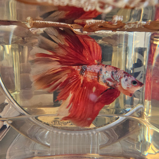 Red candy Halfmoon (OHM) 250707