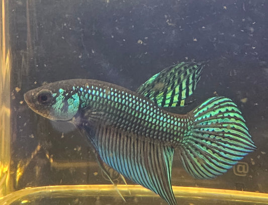 MAHACHAI WILD BETTA 08 (CODA CHITARRA)