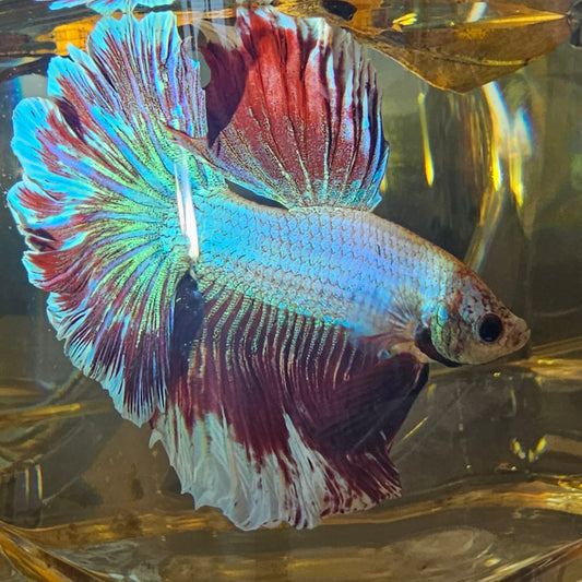 Halfmoon Apache color rosa corallo 250712