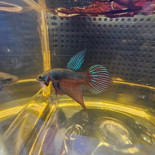WILD BETTA SMARAGDINA CODA CHITARRA 0625