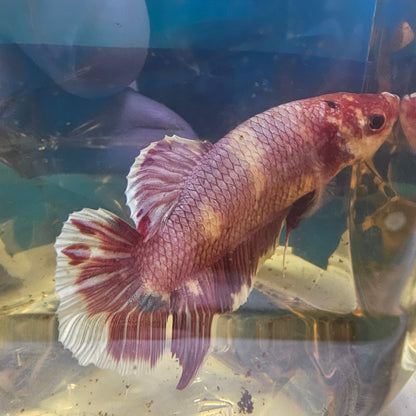 PURPLE GIANT 7+/8CM 紫罗兰巨斗将军251223