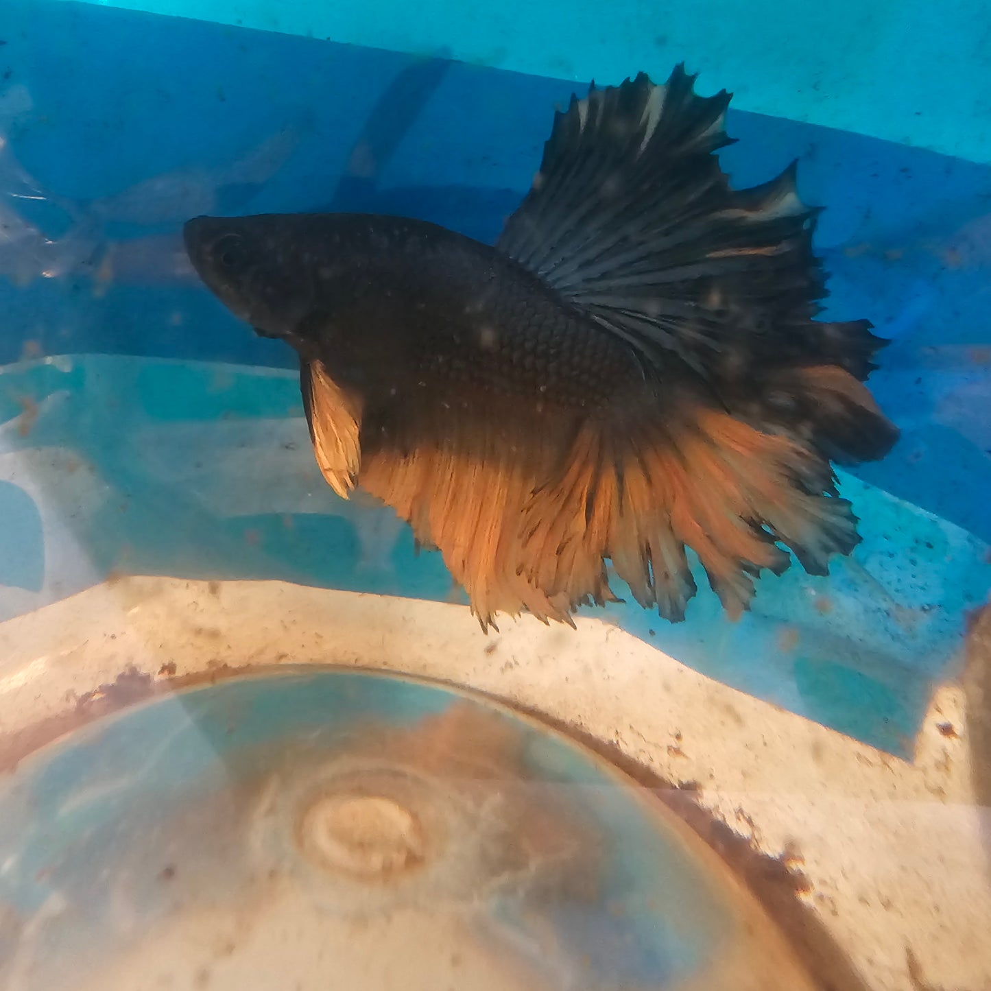 YELLOW BLUE APACHE HALFMOON/蓝黄阿帕奇半月251210