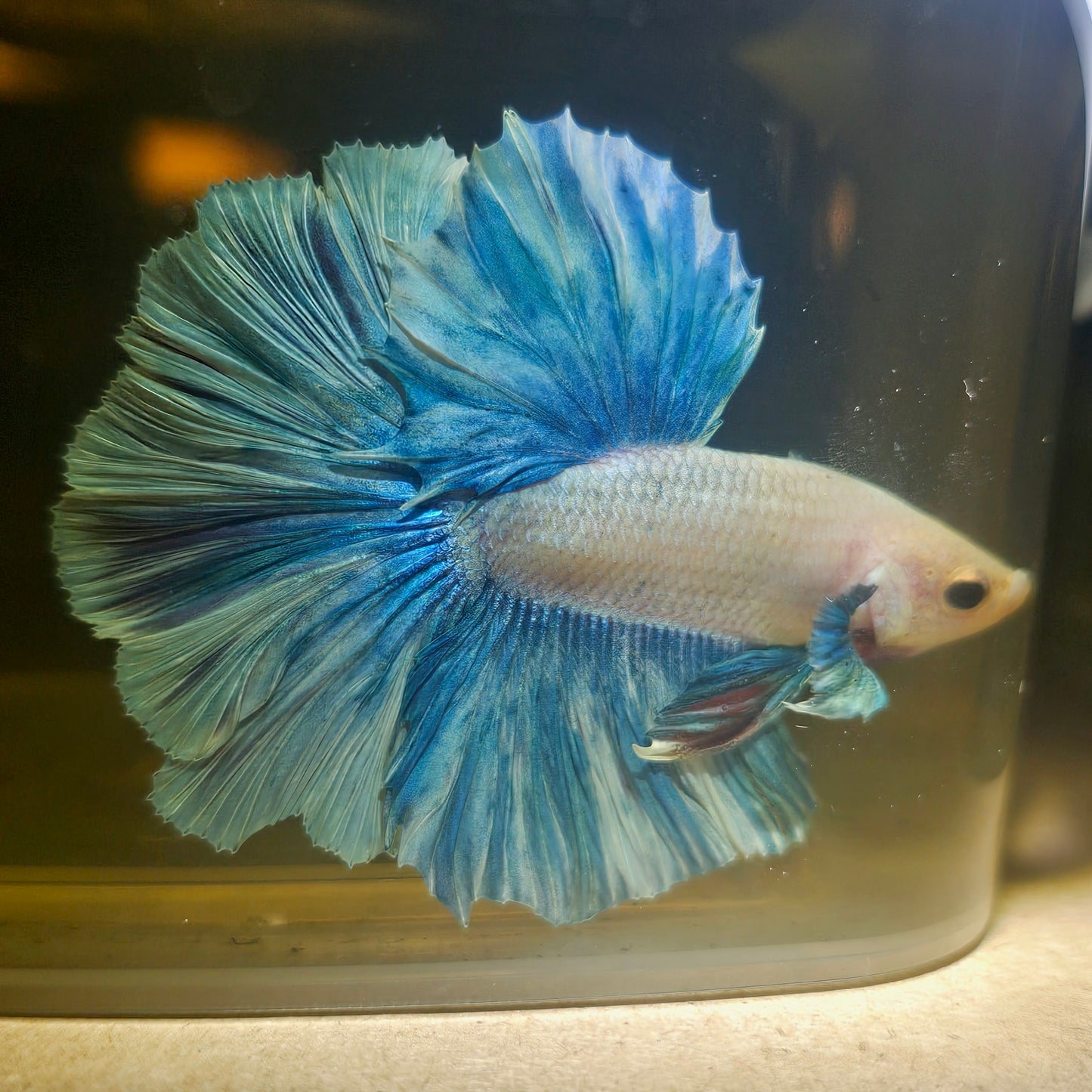 Light Color Dumbo Rosetail Halfmoon Betta 2605A13