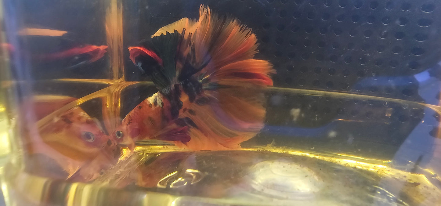 ROSE TAIL GALAXY HALFMOON (OHM)0602