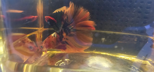 ROSE TAIL GALAXY HALFMOON (OHM)0602