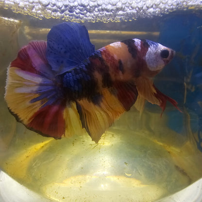 FULL COLOR GALAXY CANDY HMPK/满色星河糖果251116