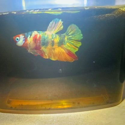 NEMO CANDY BETTA 260488