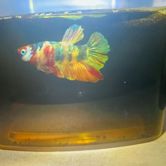 NEMO CANDY BETTA 260488