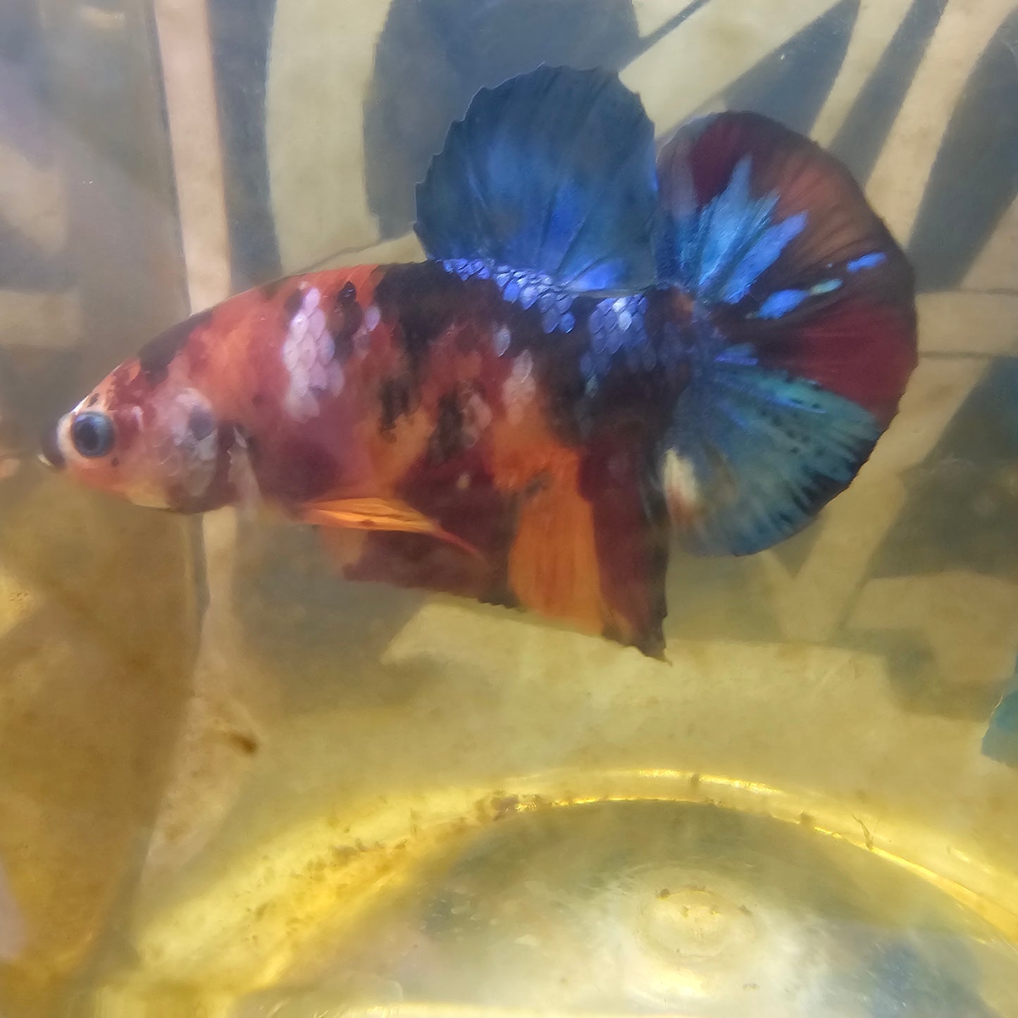 CANDY GALAXY HMPK/星河糖果HMPK 251233