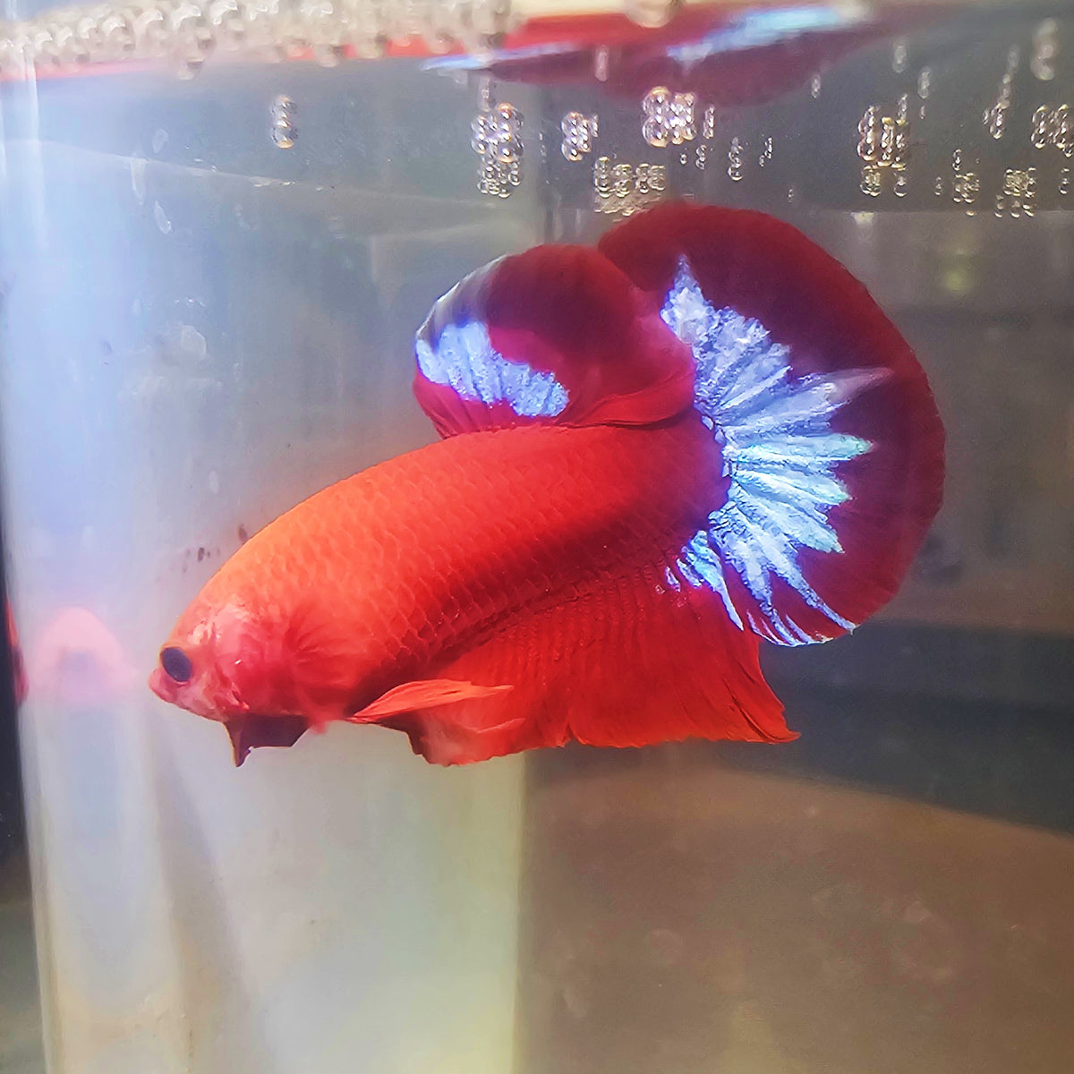 HELL BOY BETTA MALE 260901 premium Betta Fish